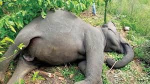 କୁମକୀ ହାତୀ  ‘ଯଶୋଦା’  ମୃତ