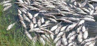 ପାରାଦୀପରେ ମାଛ ମଡକ