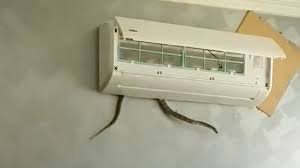 ଏସି ଭିତରୁ ବାହାରିଲା ଢ଼ମଣା ସାପ