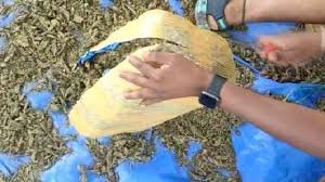 ପ୍ରାୟ ୧୫ ଲକ୍ଷ ଟଙ୍କାର ଗଞ୍ଜେଇ ଜବତ
