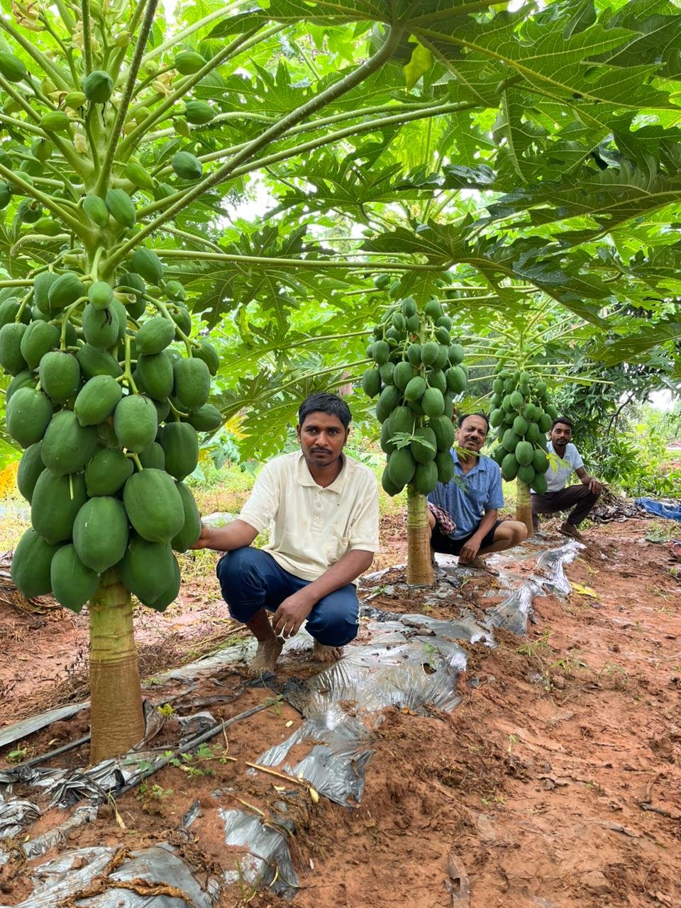 ଅମୃତଭଣ୍ଡା ଚାଷ ଦେଇଛି ରୋଜଗାରର ପନ୍ଥା