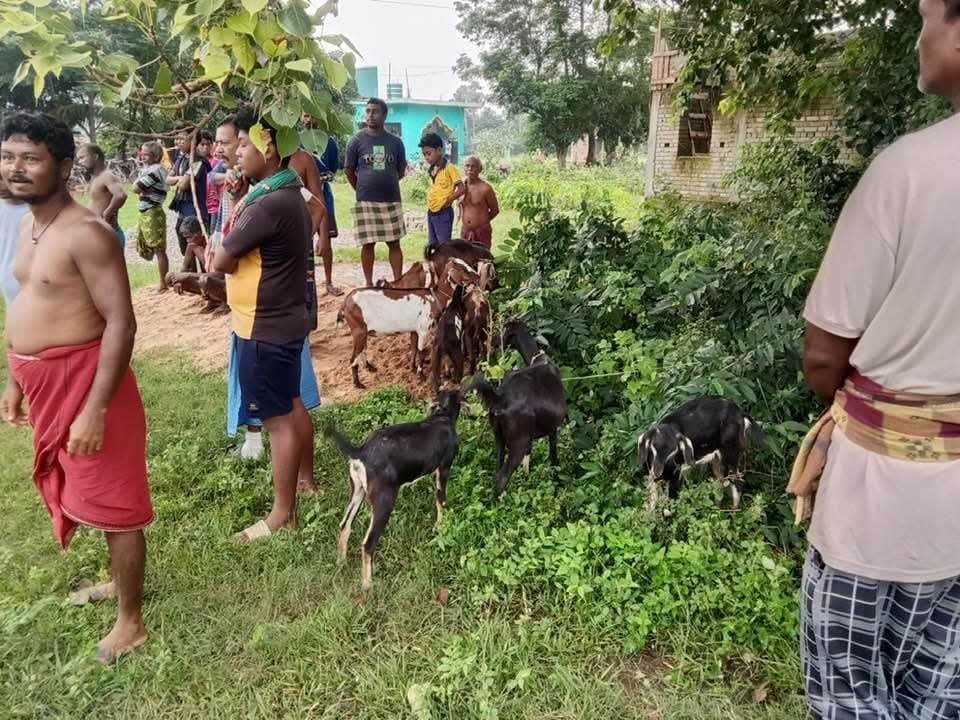 ଧରା ପଡ଼ିଲେ ୪ ଚୋର, ୯ଛେଳି ଓ ୨ଟି କାର ଜବତ