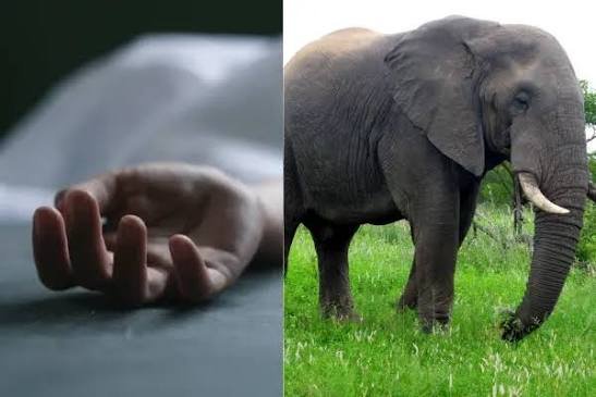 ହାତୀ ଆକ୍ରମଣରେ ବୃଦ୍ଧଙ୍କ ମୃତ୍ୟୁ
