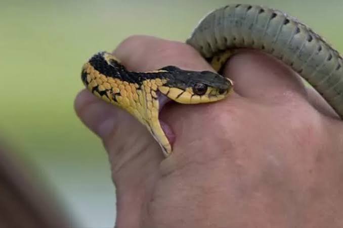 snake bite ସାପ କାମୁଡ଼ାରେ ଭାଇ-ଭଉଣୀଙ୍କ ମୃତ୍ୟୁ