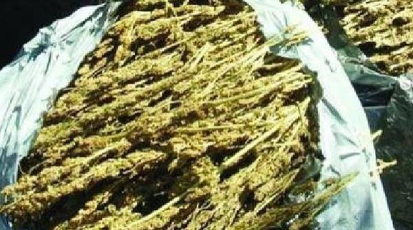 ଭୁବନେଶ୍ୱରରେ ଧରାପଡ଼ିଲା ହାଇଡ୍ରୋପୋନିକ୍ ଗଞ୍ଜେଇ